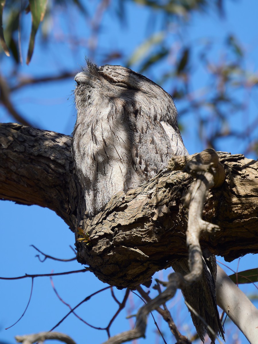 Podargo Australiano - ML646272835