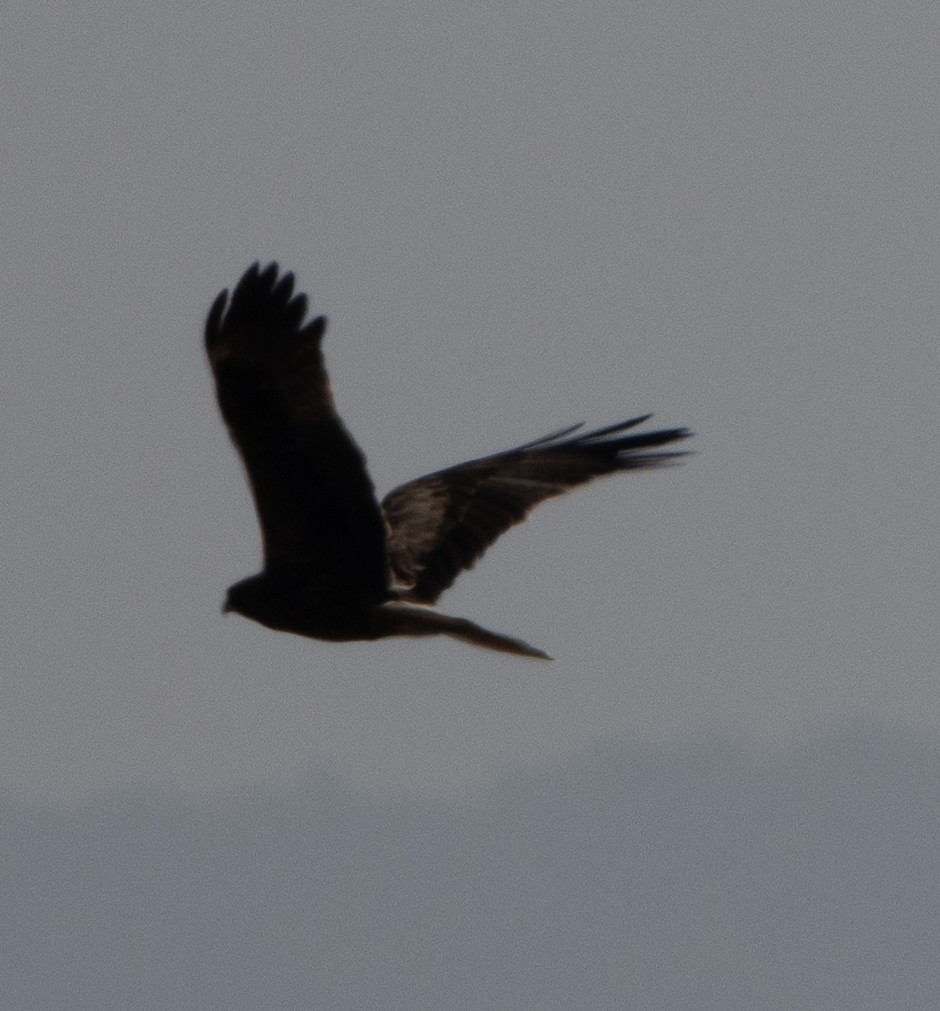 Águila Calzada - ML646272837