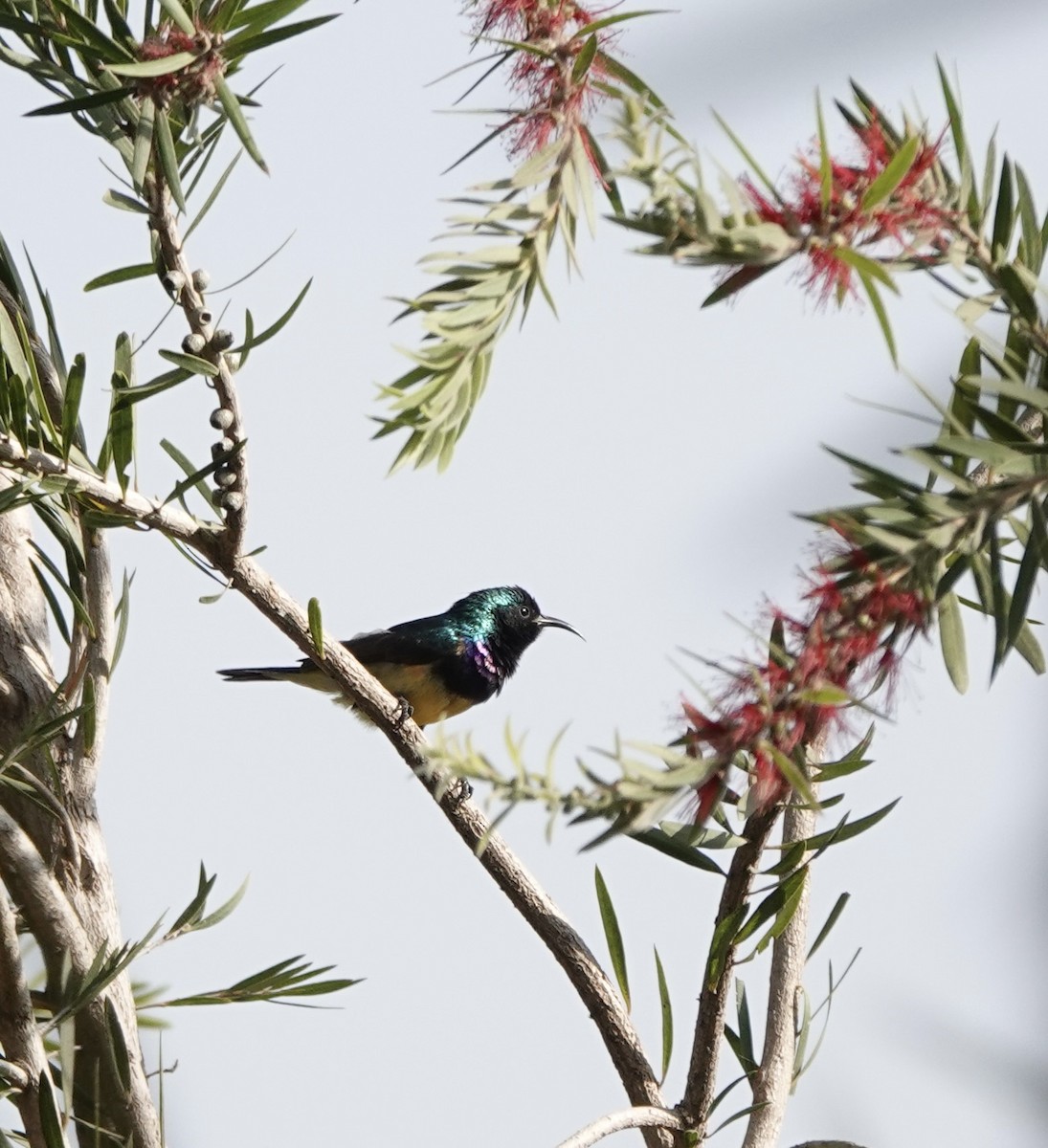 Suimanga Variable - ML646272838