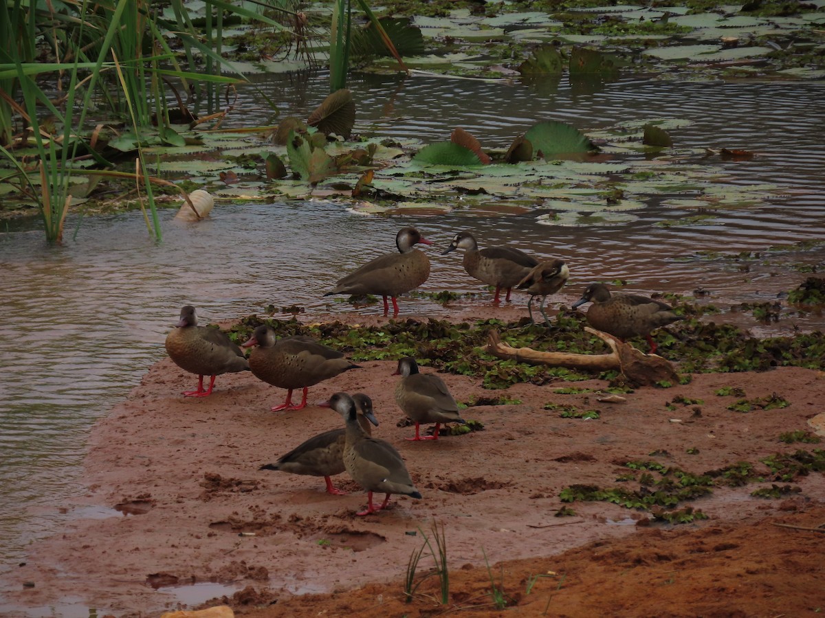 Pato Brasileño - ML646272839