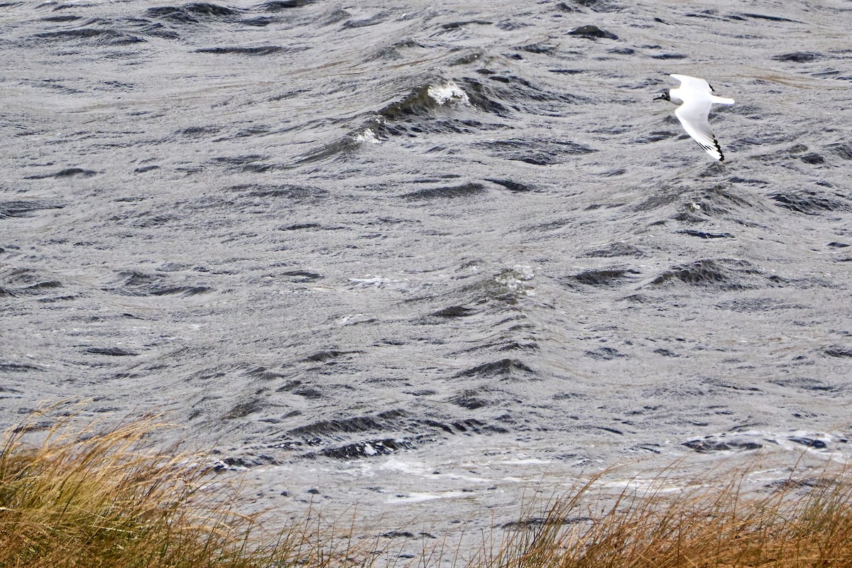 Gaviota Andina - ML646272840