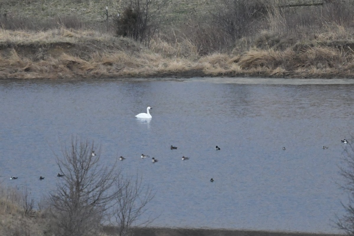 Cisne Chico - ML646272841