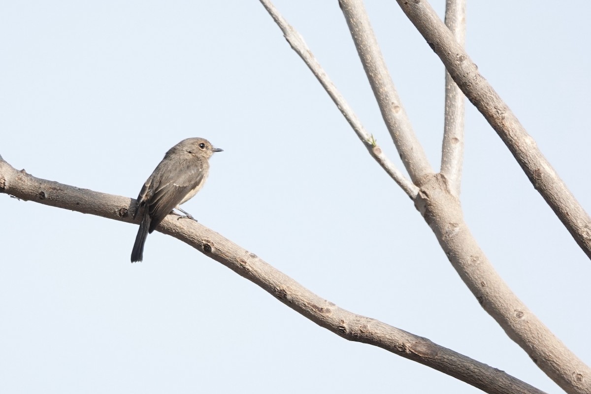 Papamoscas Sombrío - ML646272843