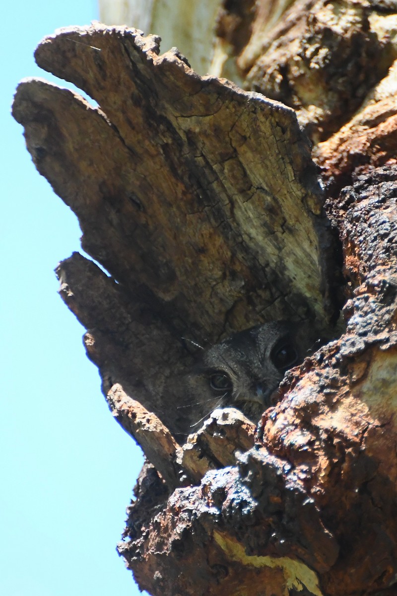 Egotelo Australiano - ML646272844