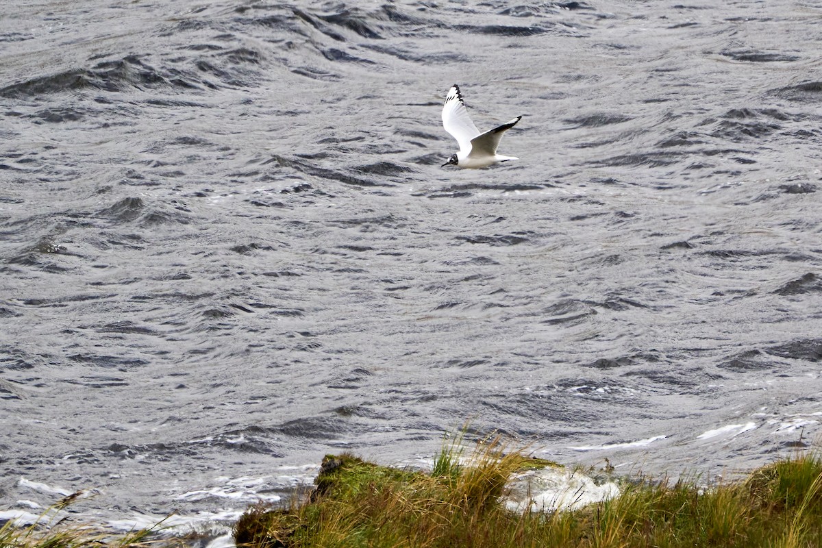 Mouette des Andes - ML646272845