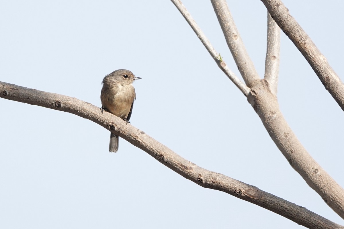 Papamoscas Sombrío - ML646272846