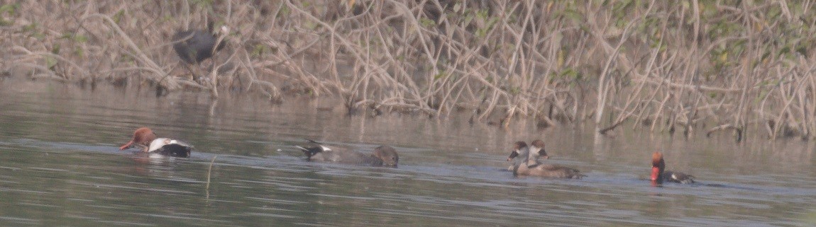 Pato Colorado - ML646272847