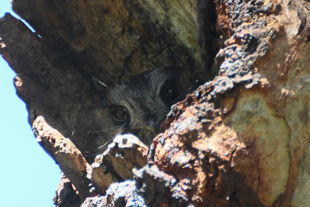 Egotelo Australiano - ML646272848