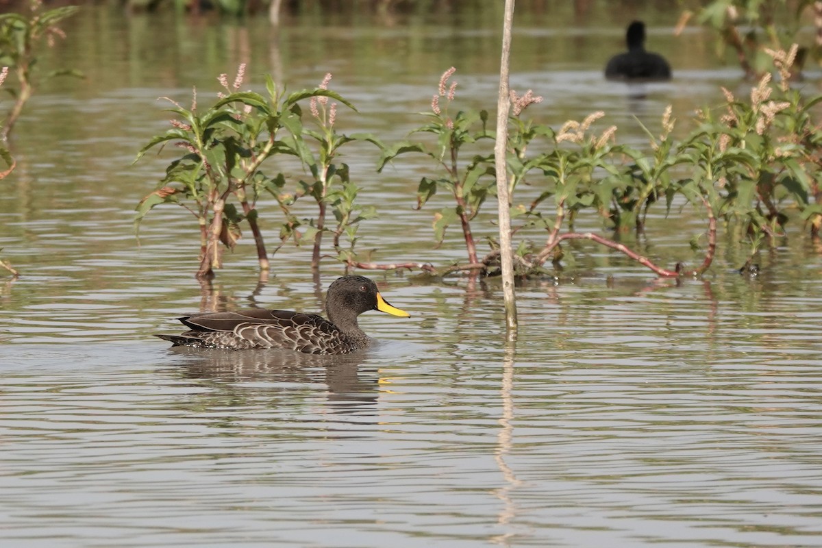 Ánade Picolimón - ML646272849