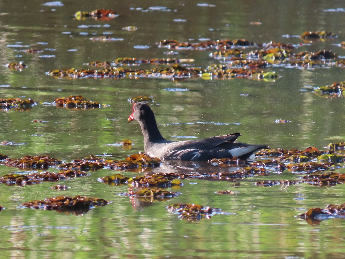 Gallineta Americana - ML646272850