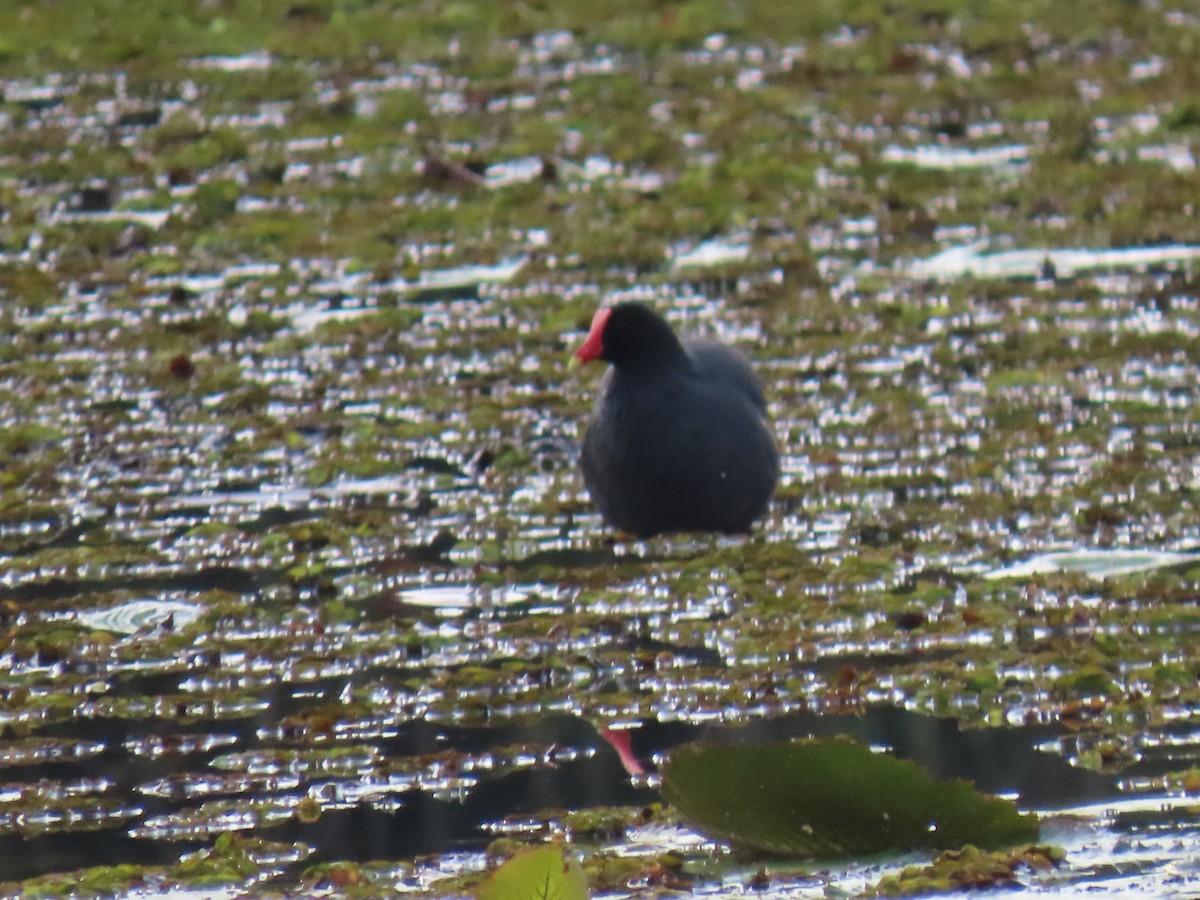 Amerika Sutavuğu - ML646272852