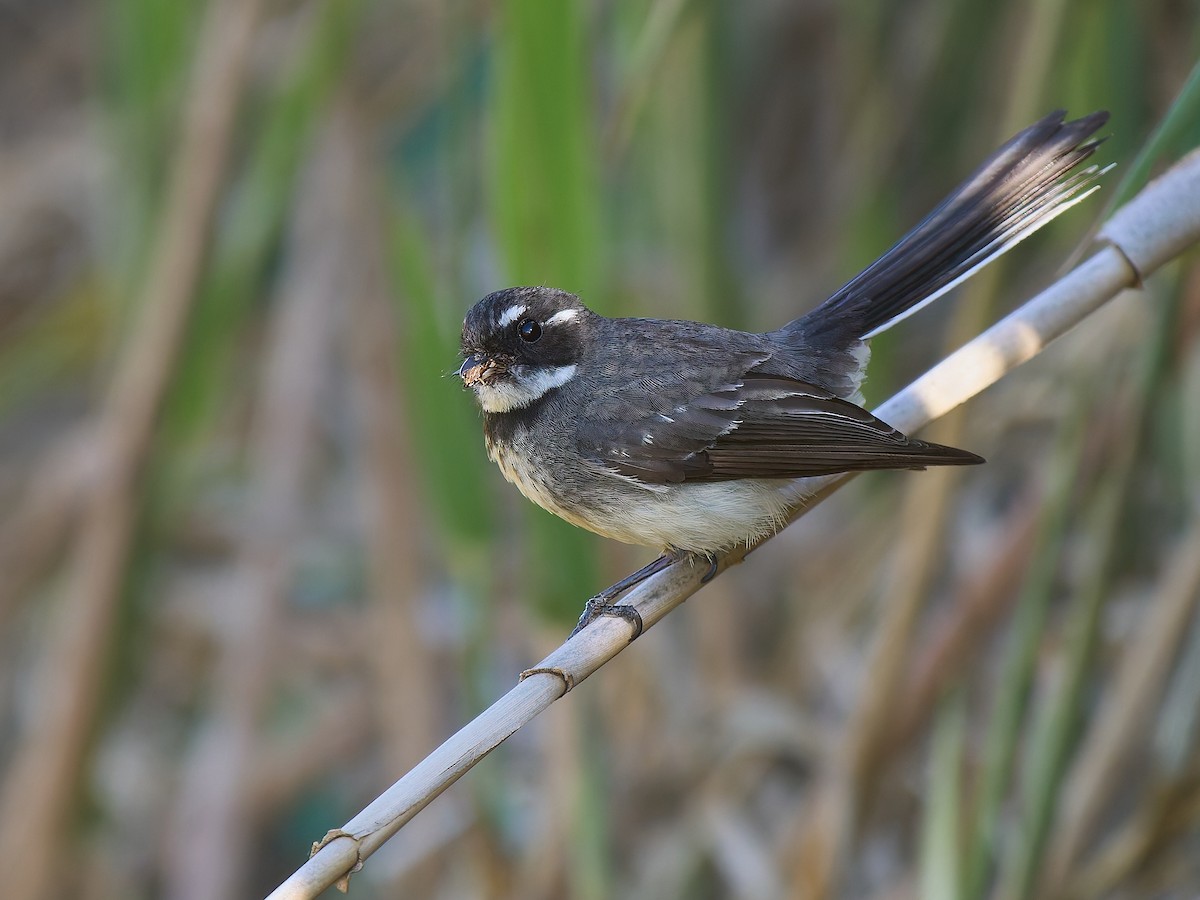 Gray Fantail - ML646272853