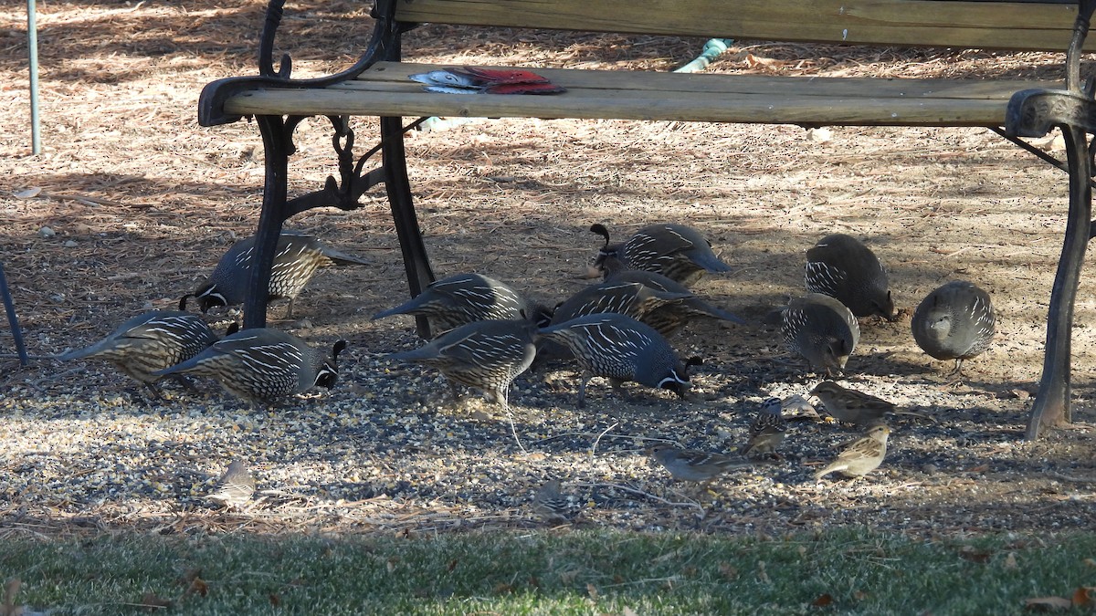 California Quail - ML646272855