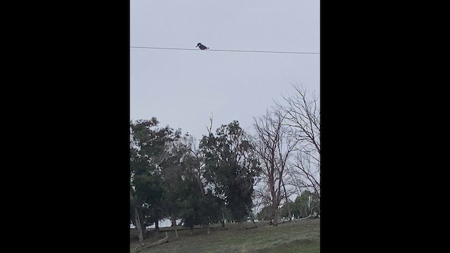 שלדג אמריקני - ML646272860