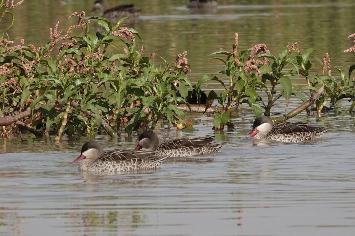 שרשיר אדום-מקור - ML646272863