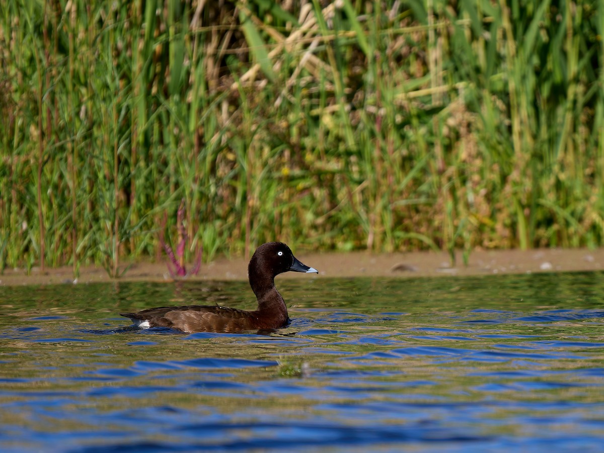Hardhead - ML646272866