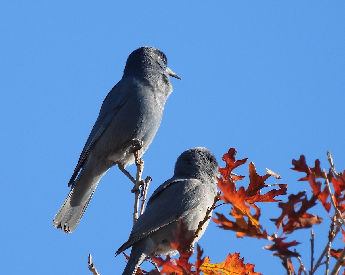 Pinyon Jay - ML646272867