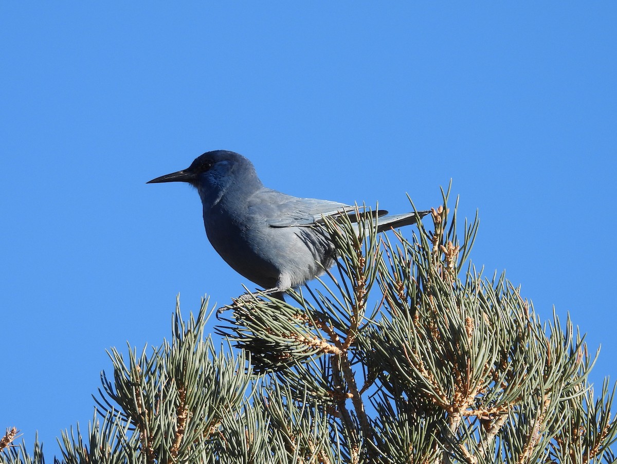 Pinyon Jay - ML646272868