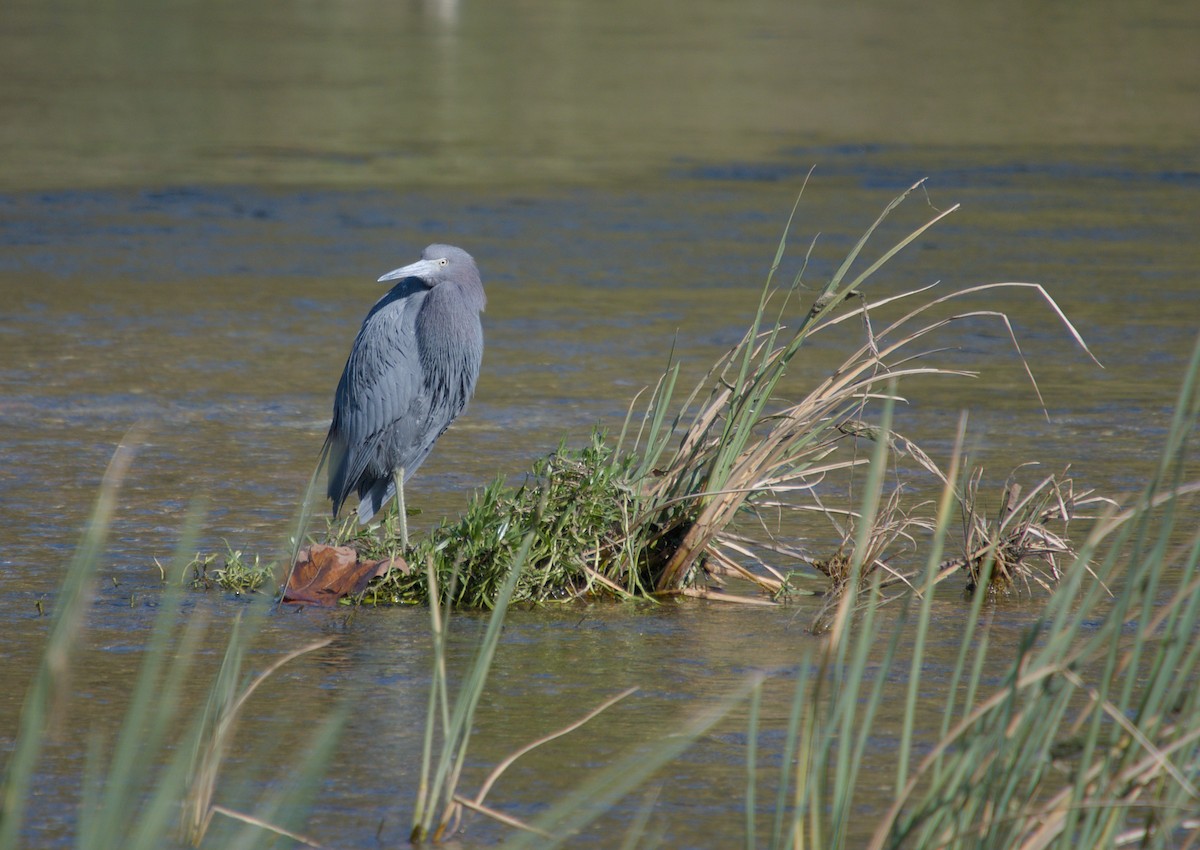 Little Blue Heron - ML646272870