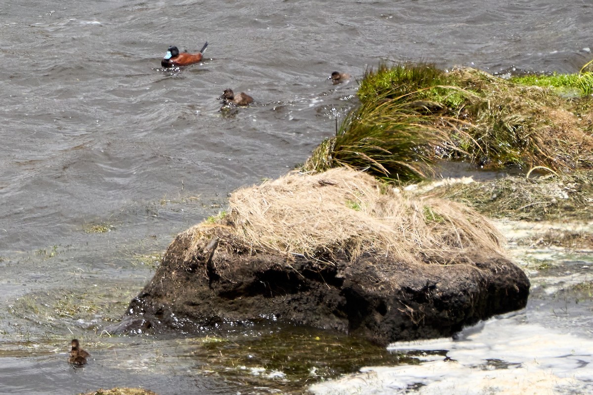Andean Duck - ML646272878