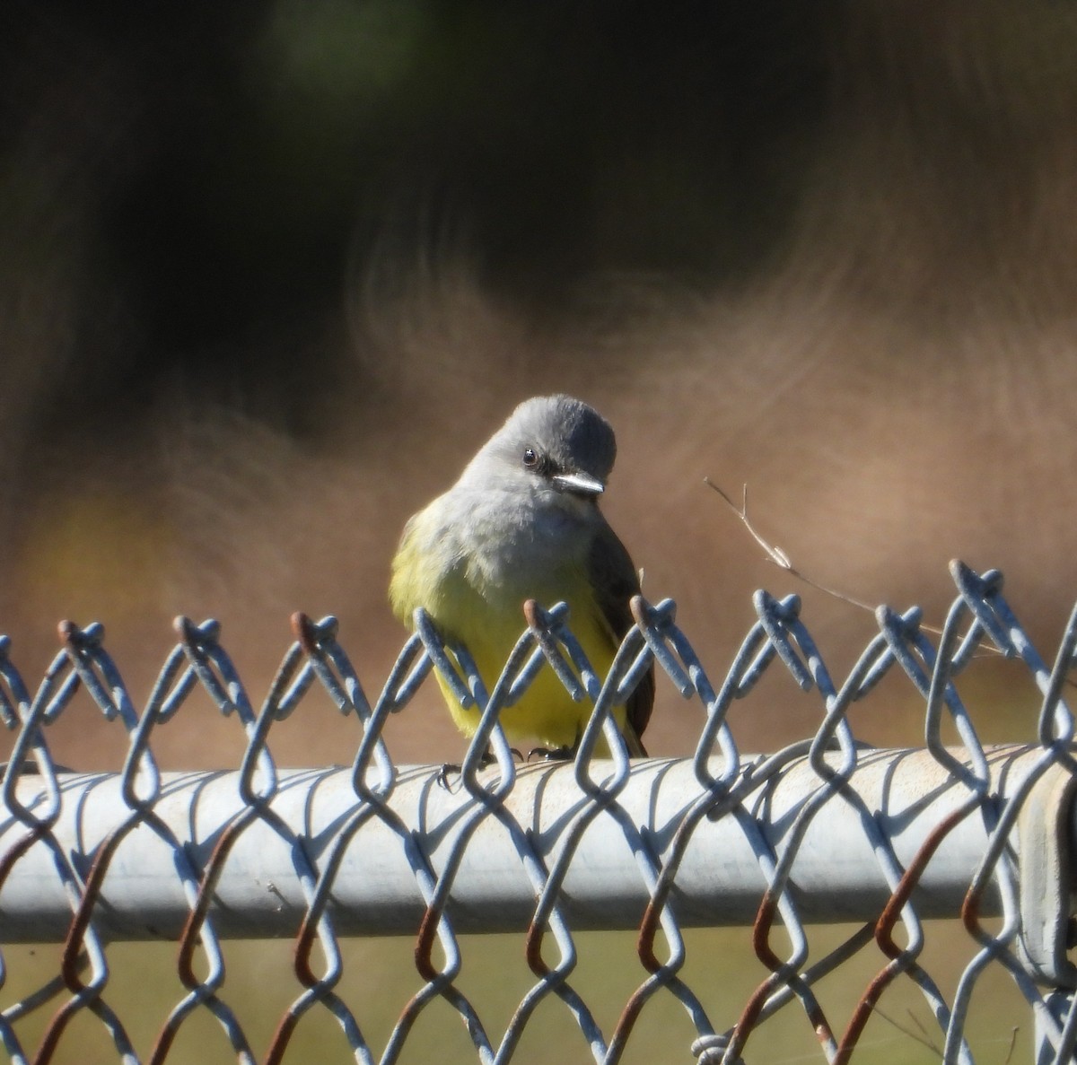 Western Kingbird - ML646272879