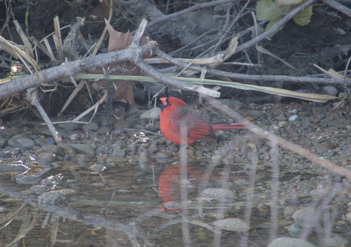 Northern Cardinal - ML646272880