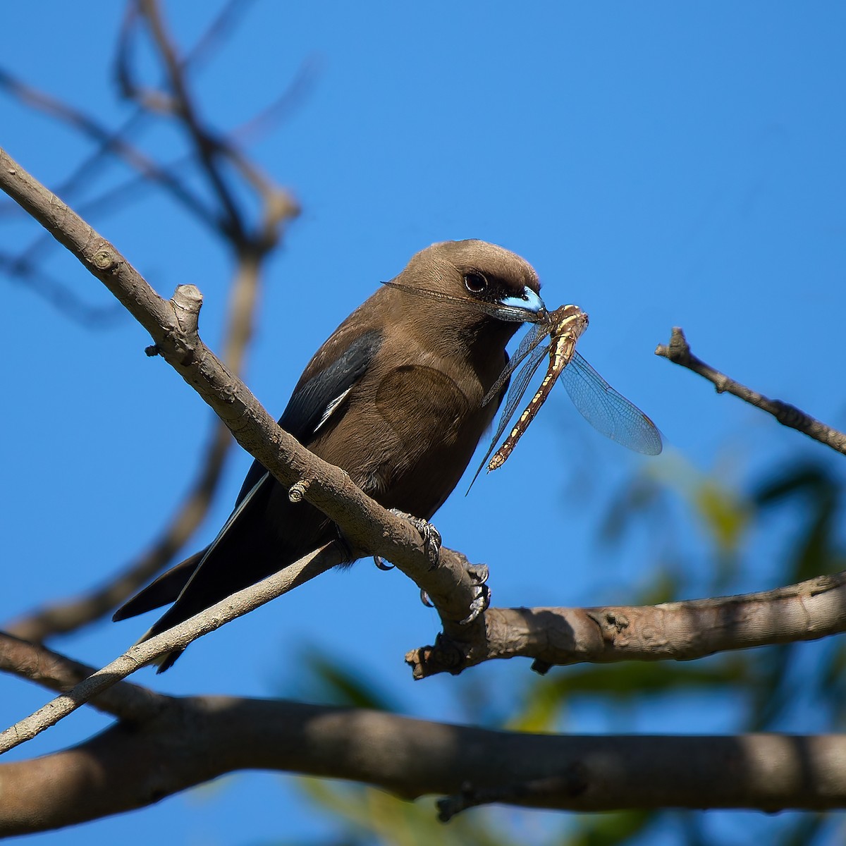 Dusky Woodswallow - ML646272883