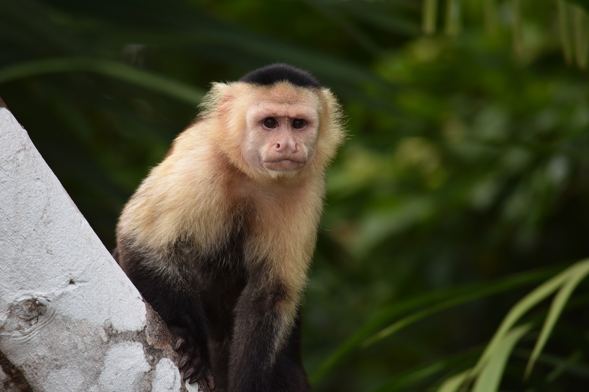 Central American White-faced Capuchin - ML646272889