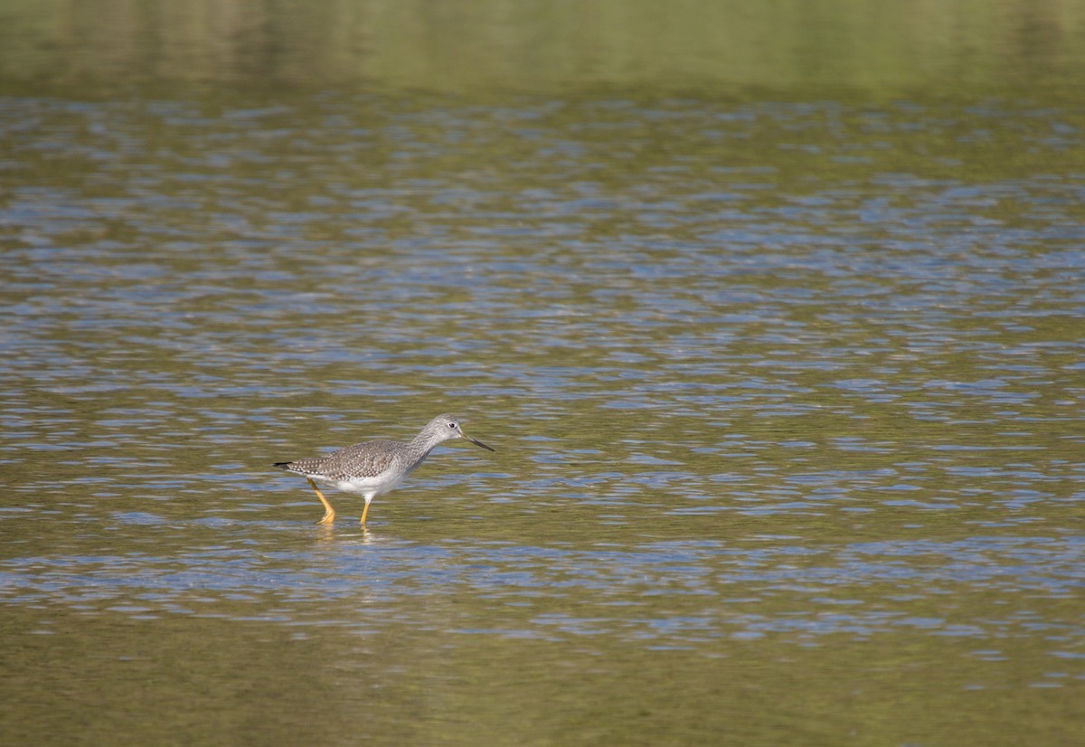 Greater Yellowlegs - ML646272891