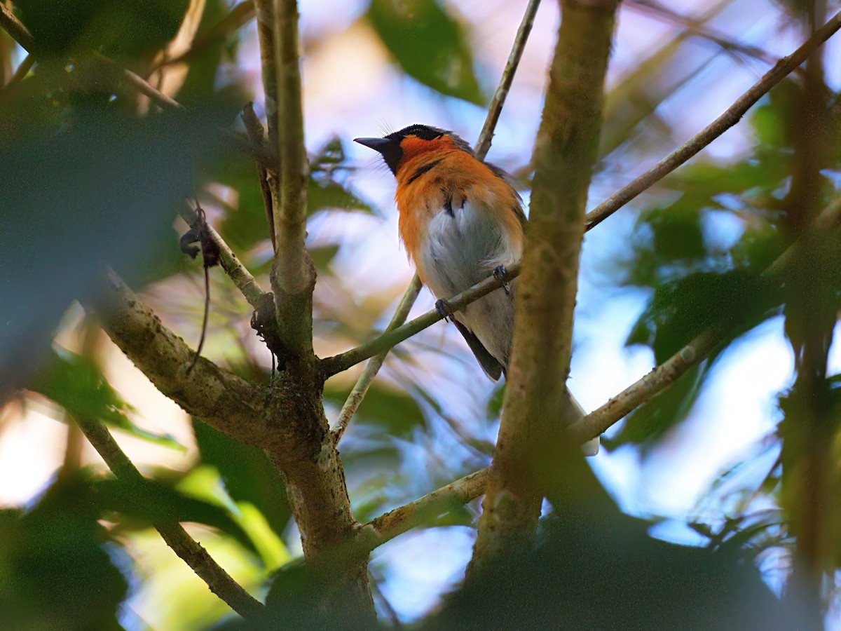 Australian Spectacled Monarch - ML646272892