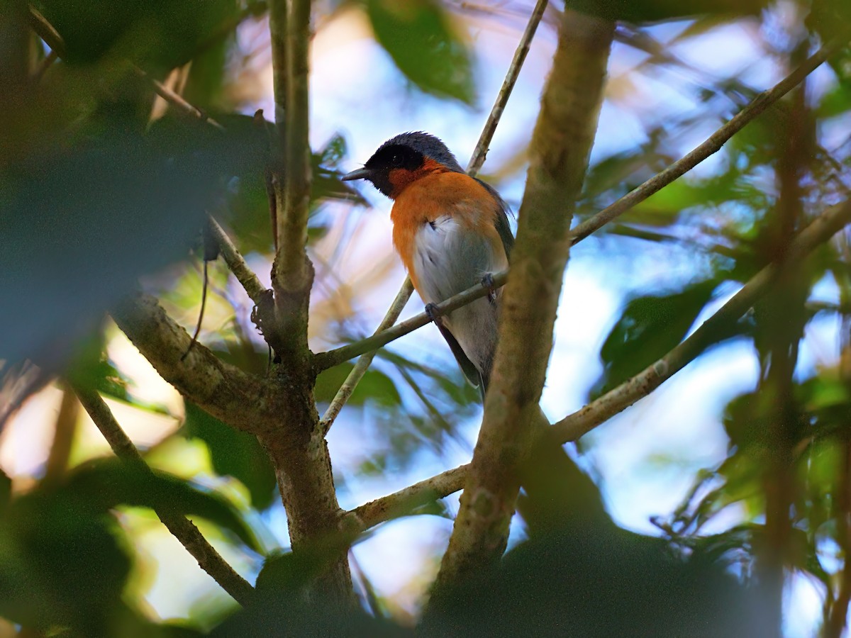 Australian Spectacled Monarch - ML646272893