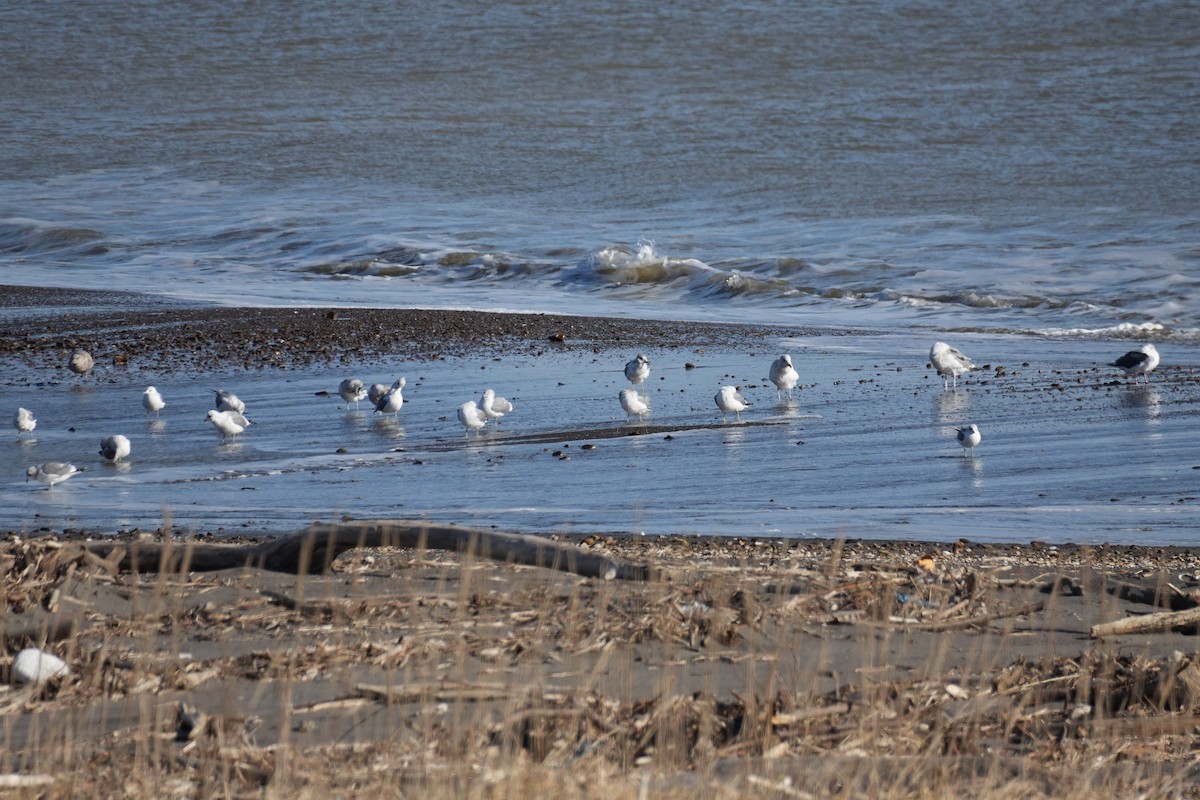 歐亞海鷗(kamtschatschensis) - ML646272894