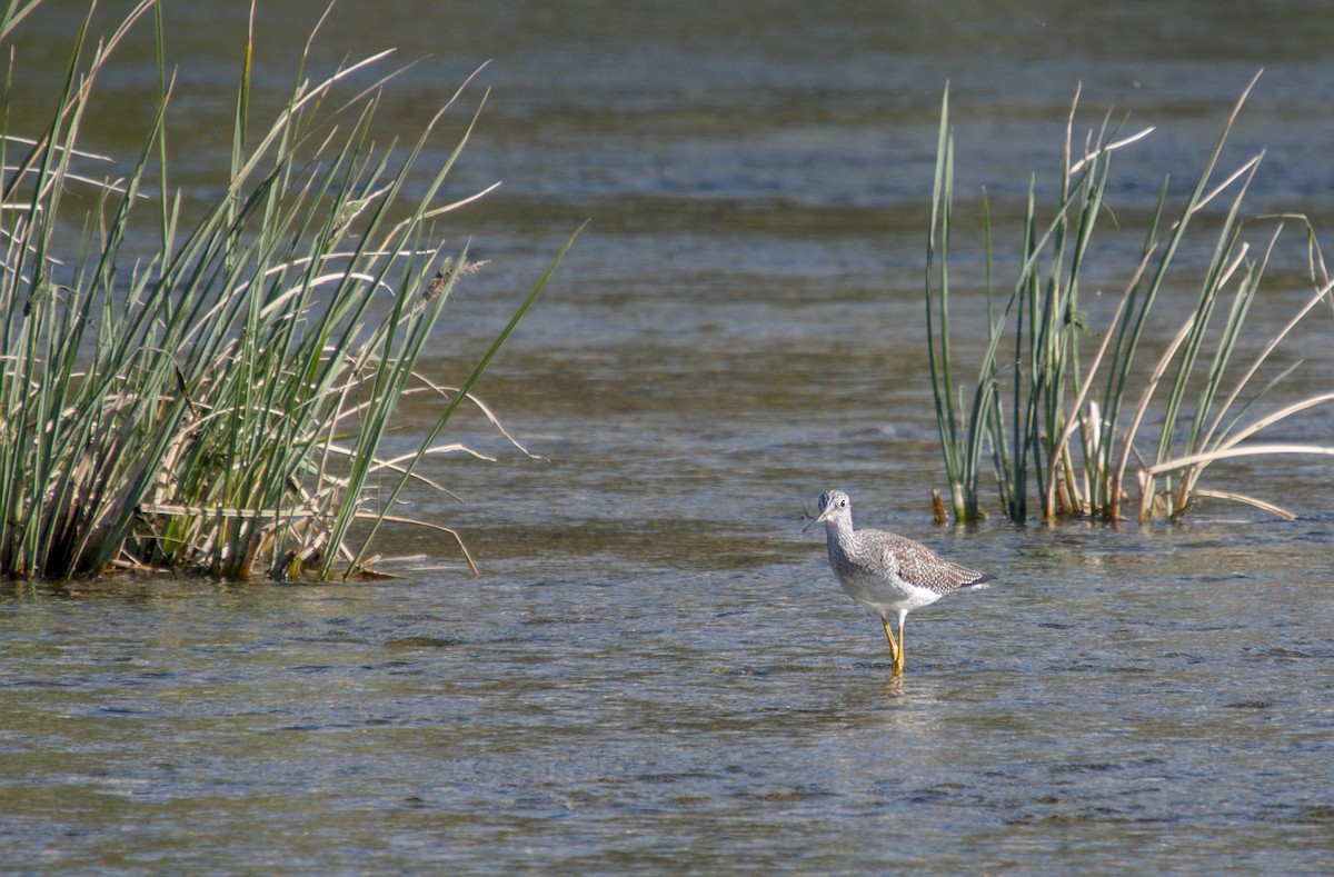 Greater Yellowlegs - ML646272896
