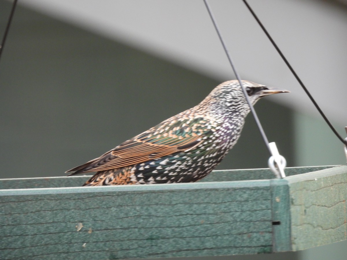 European Starling - ML646272897