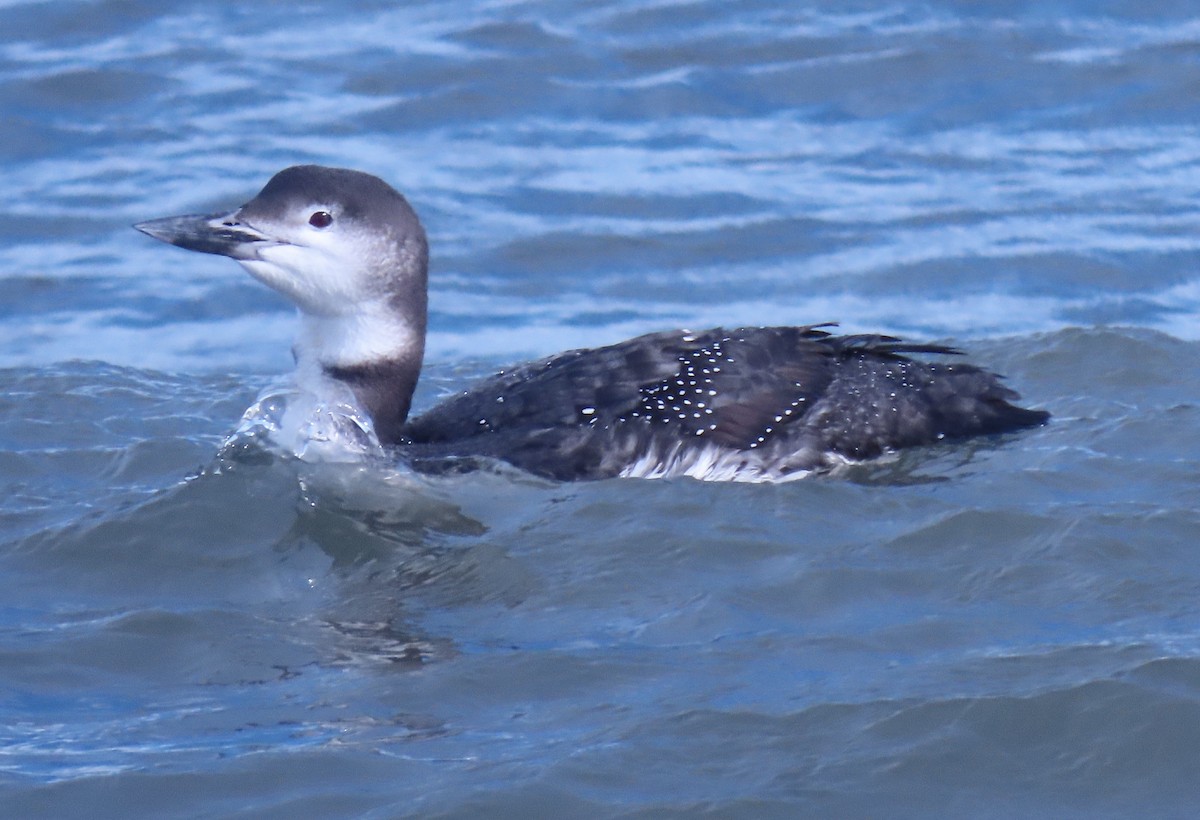 potáplice lední - ML646272898