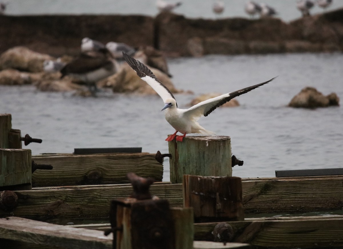 Red-footed Booby - ML646272900