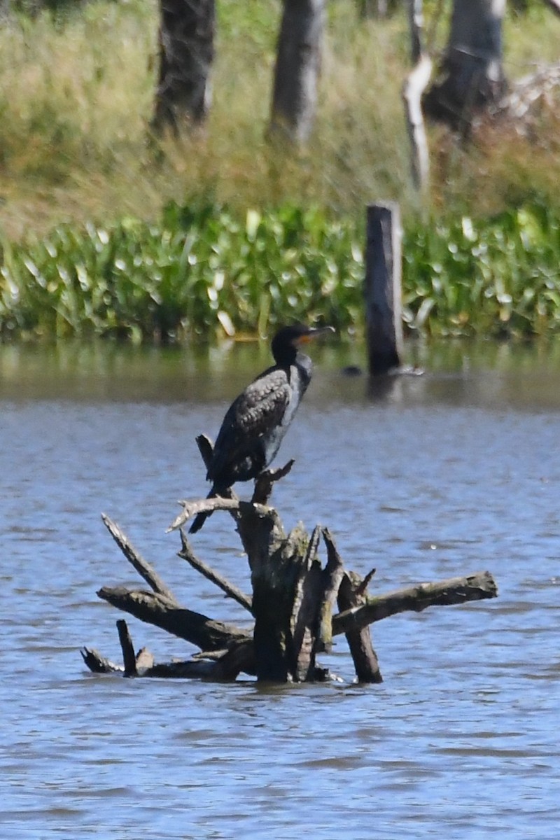 Great Cormorant - ML646272901