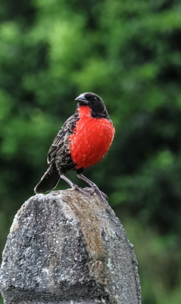 Sturnelle militaire - ML646272902