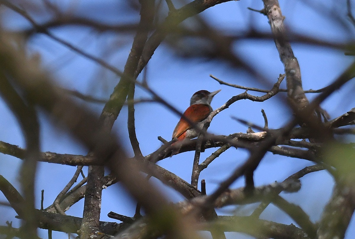 Scarlet-backed Woodpecker - ML646272904