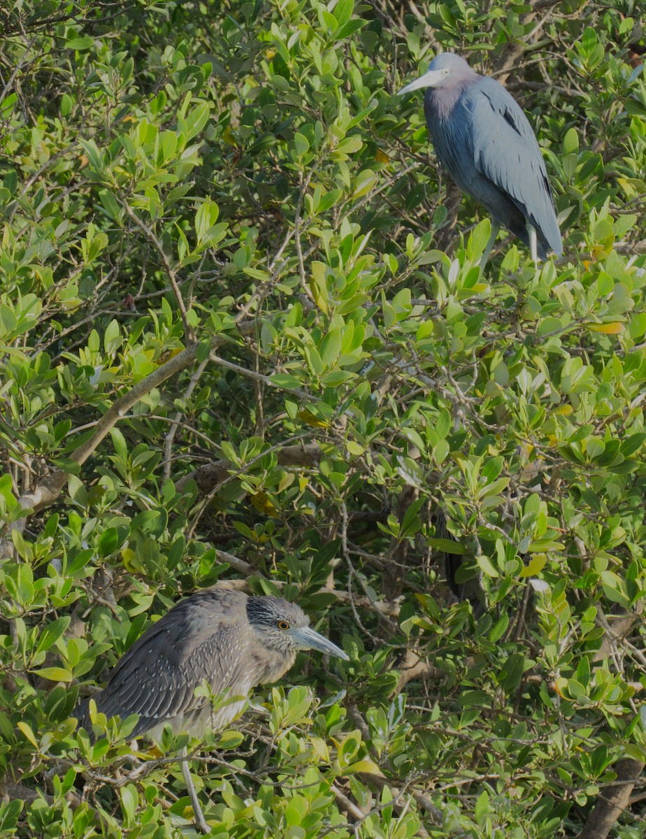 Yellow-crowned Night Heron - ML646272905