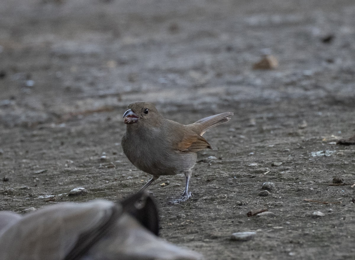 バルバドスアカウソ - ML646272906