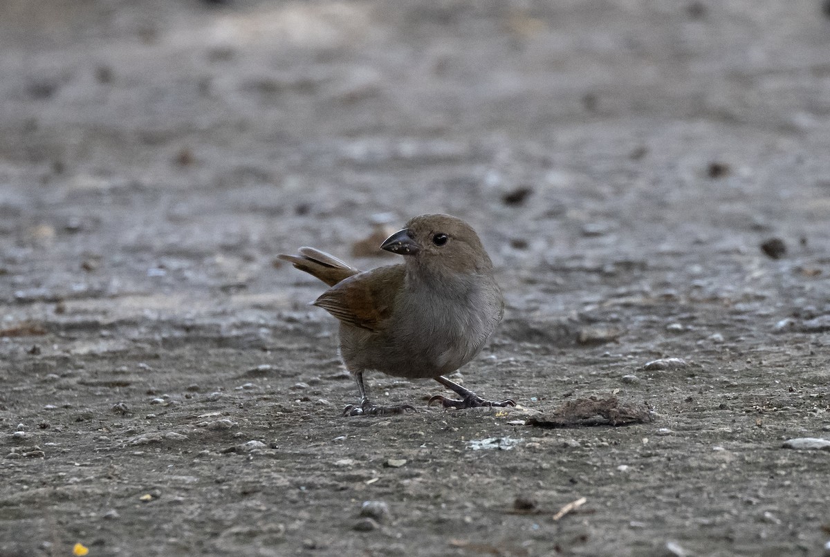 バルバドスアカウソ - ML646272907