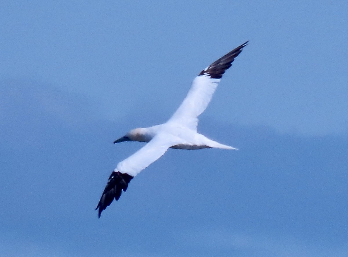 terej bílý - ML646272917