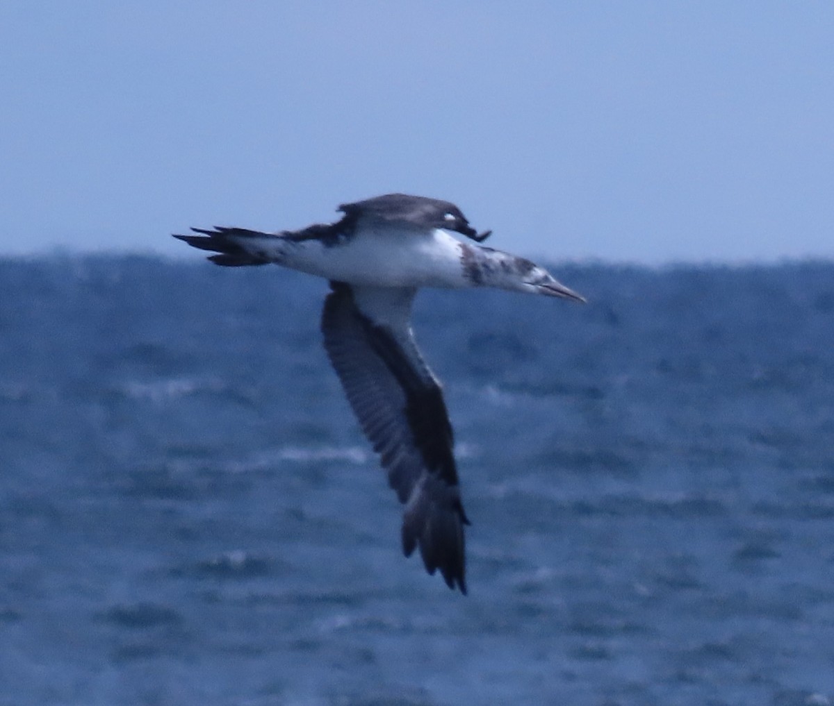 terej bílý - ML646272918