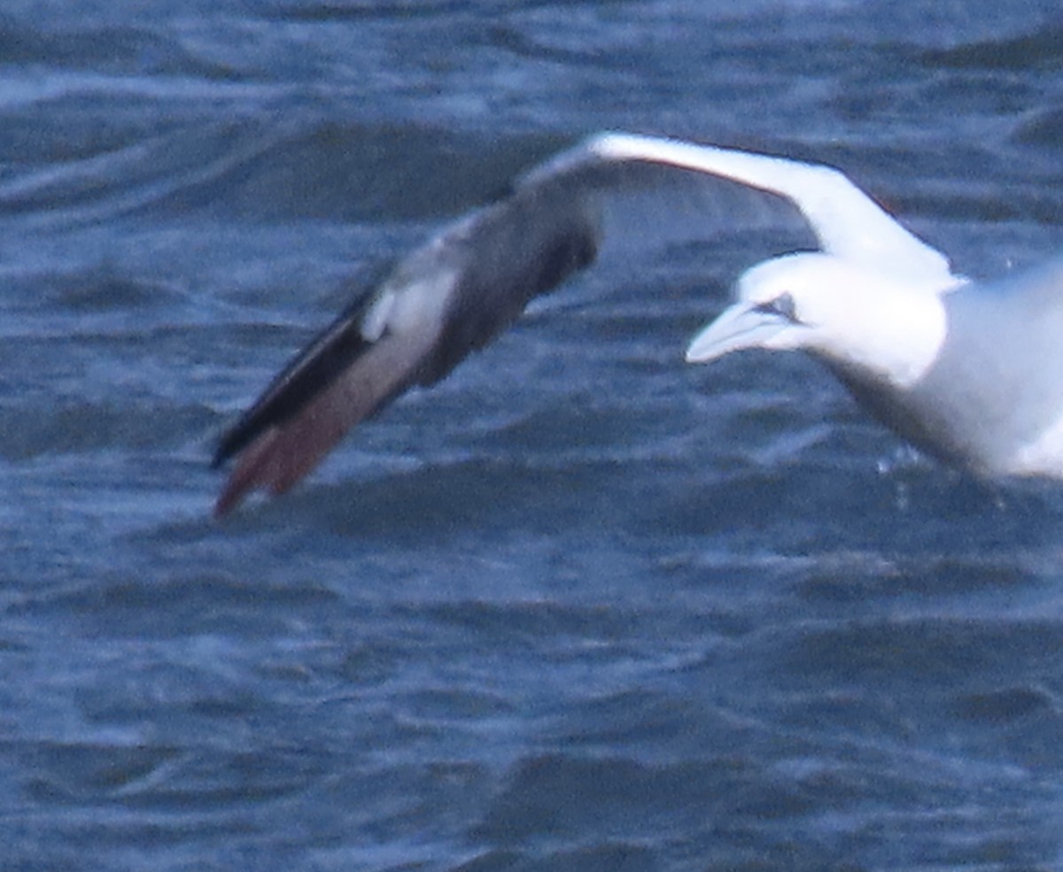 terej bílý - ML646272919