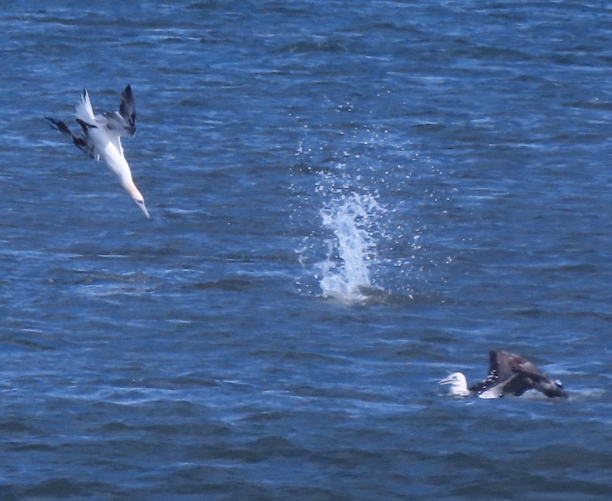 terej bílý - ML646272920