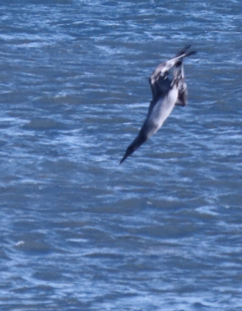 terej bílý - ML646272921