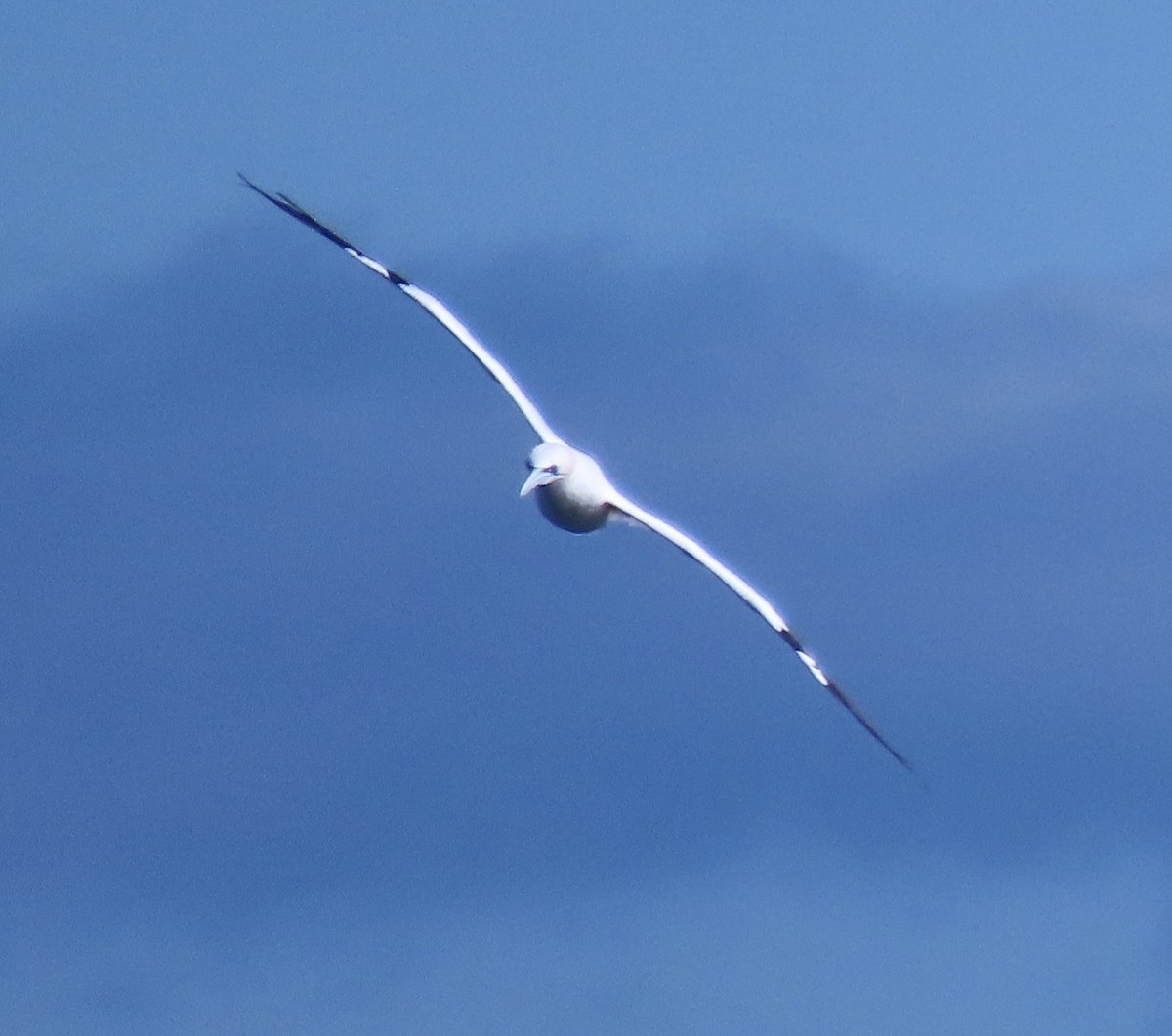 terej bílý - ML646272922