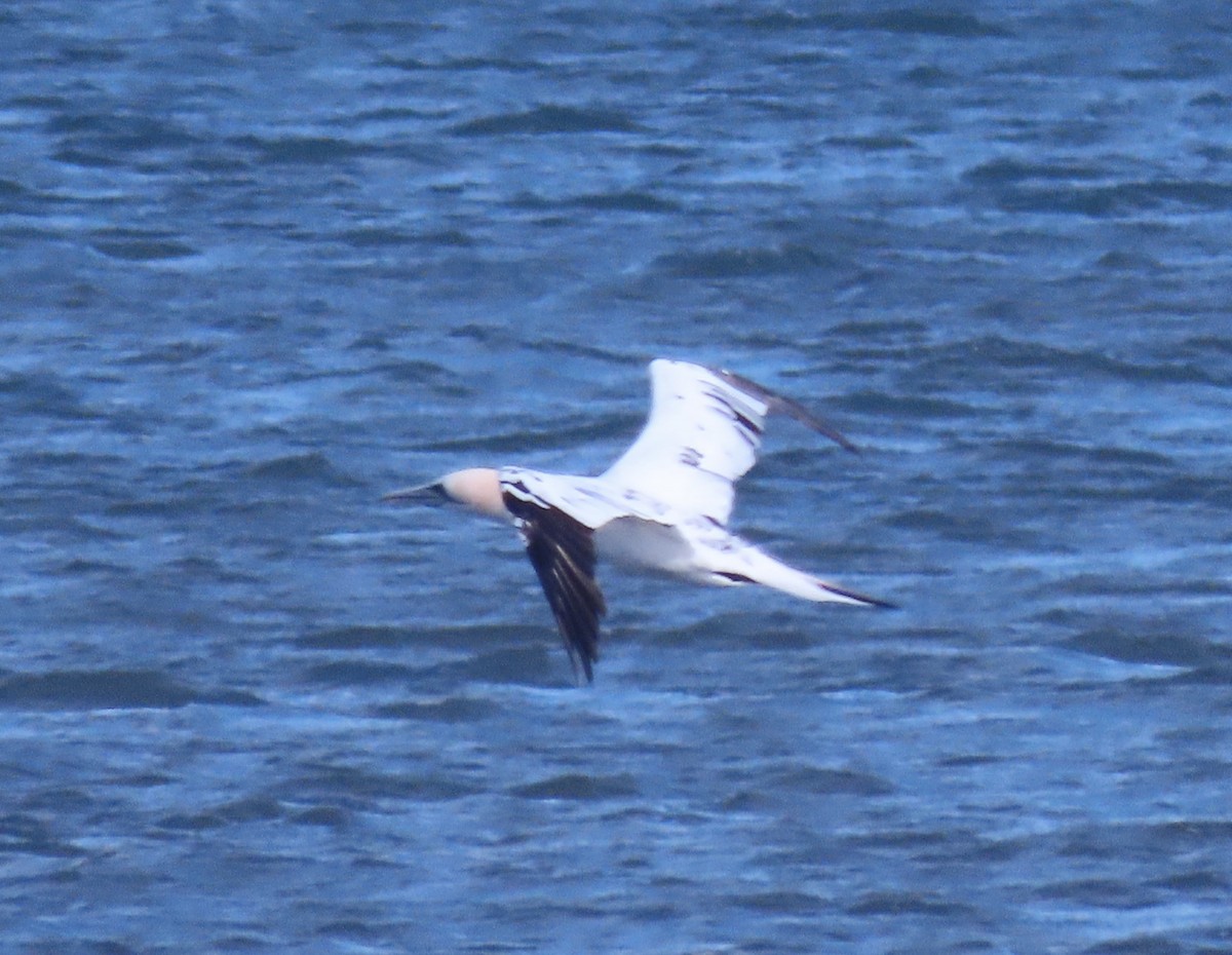 terej bílý - ML646272923