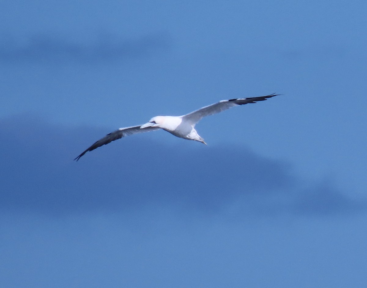 terej bílý - ML646272924